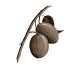 African Mango-supplementen zonder African Mango