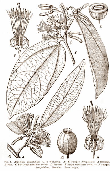 Alangium salviifolium is al een tijdje op de markt. Het is het belangrijkste bestanddeel van BPI's Pro HD, een supplement dat sporters aan meer testosteron moet helpen. En inderdaad, Alangium salviifolium heeft een paar eigenschappen die hem bij uitstek geschikt maken om in een testosteronsupplement te stoppen. Maar aan de andere kant zijn de testosteronverhogende kwaliteiten van het plantje onvoldoende onderzocht.