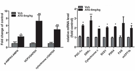 Arctigenin, de endurance drug in Arctium lappa