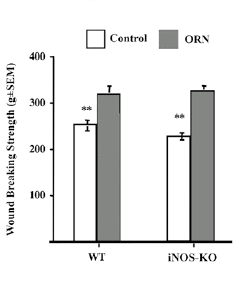 Wonden genezen sneller door arginine