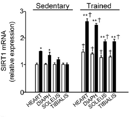 Supplement met BCAA's levensverlengend in dierstudie