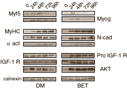 Betaine stimuleert spiergroei via IGF-1