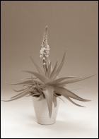 Bulbine natalensis