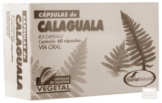 Phlebodium decumanum haalt de angel uit extreme inspanning