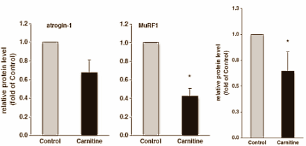 Suppletie met enkele grammen L-carnitine per dag remt misschien de moleculaire afbraakmachinerie die in je spiercellen bij zware inspanning, een tekort aan voedingsstoffen of inactiviteit spiereiwitten afbreekt. Dat suggereert een dierstudie die veterinaire wetenschappers van Justus-Liebig-University in het Duitse Giessen hebben gepubliceerd in Nutrition & Metabolism.