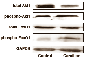 Suppletie met enkele grammen L-carnitine per dag remt misschien de moleculaire afbraakmachinerie die in je spiercellen bij zware inspanning, een tekort aan voedingsstoffen of inactiviteit spiereiwitten afbreekt. Dat suggereert een dierstudie die veterinaire wetenschappers van Justus-Liebig-University in het Duitse Giessen hebben gepubliceerd in Nutrition & Metabolism.