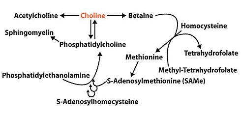 Neurologen gebruiken supplementen met L-alpha glyceryl-phosphorylcholine - kortweg: Alpha-GPC - soms tegen beginnende en milde vormen van dementie of Alzheimer. Die supplementen kunnen als bijwerking de zin in seks ongezond laten toenemen, schrijven neurologen van het Italiaanse IRCCS Centro Neurolesi Bonino-Pulejo in de Archives of Sexual Behavior.