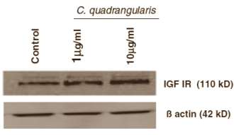 Sporters gebruiken extracten van Cissus quadrangularis als ze beschadigde gewrichten sneller willen laten herstellen. Als de collageenproducerende net zo reageren als de botcellen waarmee de endocrinologen van de University of Madras proeven hebben gedaan, dan weten we nu misschien hoe die extracten werken. Ze verhogen de aanmaak van IGF-1.