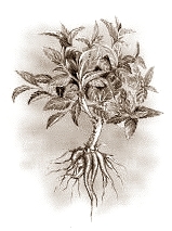 Als je dagelijks een gram extract van de wortels van de plant Coleus forskohlii slikt, dan kun je in twee maanden tijd 2.3 kg afvallen. Zonder dat je beknibbelt op je inname van kilocalorieën, aldus onderzoekers van de Japanse tak van de DHC Corporation. DHC is een producent van cosmetica en beauticeuticals.