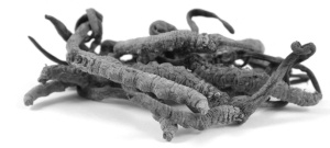 Ouderen fitter door Cordyceps sinensis