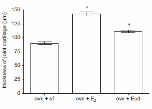 Ecdysterone repareert kraakbeen in gewrichten
