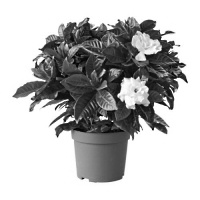 Gardenia jasminoides