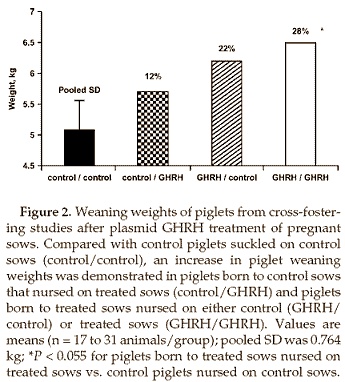 Gendoping is vlakbij. Die conclusie kun je trekken uit de studie van Amerikaanse onderzoekers in de Journal of Animal Science. In het artikel vertellen de Amerikanen over hun proeven op varkens die harder gingen groeien nadat ze extra genen hadden gekregen voor het hormoon GHRH.