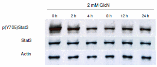 Glucosamine remt taaie kankertypes