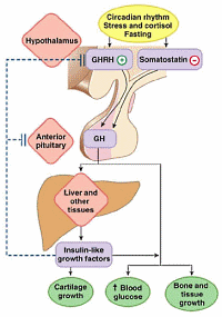 Langdurige cardiotraining stimuleert afgifte groeihormoon meer dan krachttraining