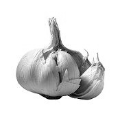 Knoflookvariant Allium komarowii 'anabool voor paarden'