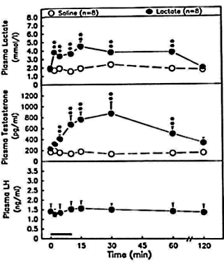 Melkzuur als testosteronverhogend supplement