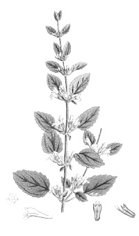 Dierstudie: combinatie Melissa officinalis en Passiflora caerulea remt cortisol bij stress