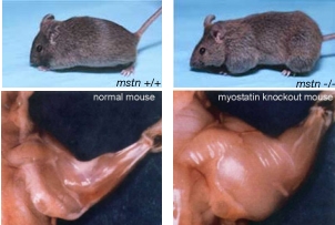 Myostatineblokkers verslechteren uithoudingsvermogen