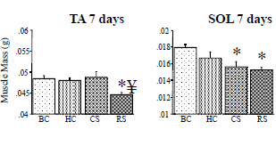 Minder stress? Minder myostatin