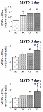 Minder stress? Minder myostatin