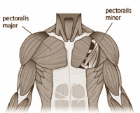 Decline bench press beter voor pectoralis dan incline bench press