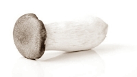 Meer groeihormoon, IGF-1 en testosteron door Pleurotus eryngii