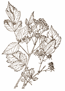 In Korea floreert een wijnindustrie, die geen druiven als grondstof gebruikt, maar het fruit van Rubus coreanus, de tegenhanger van onze framboos. Extracten van de reststromen die daarbij vrijkomen laten kippen sneller groeien, ontdekten onderzoekers van Chonbuk National Universitity. De extracten zorgen voor een explosieve verhoging van de concentratie van testosteron, groeihormoon en melatonine.