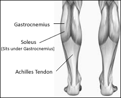 Vrouwen die al wat ouder zijn en valpartijen willen voorkomen doen er goed aan als ze in hun krachttraining de seated calf press opnemen. Dat meldt Nicole Chimera, een bewegingswetenschapper van Daemen College in de VS, in de Journal of Strength and Conditioning Research. Chimera ontdekte dat vrouwen vaker vallen dan mannen omdat hun kuitspier soleus is verzwakt.