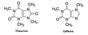 Theacrine, het milde broertje van cafeïne
