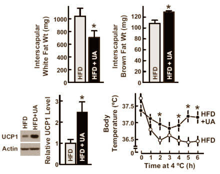 Ursolic acid is een universeel sportsupplement