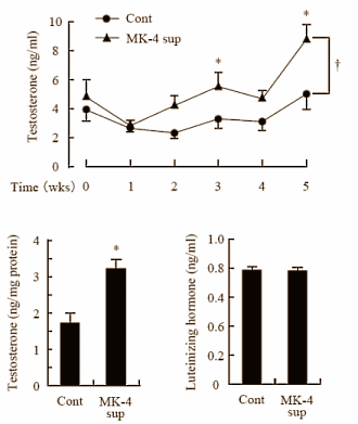 Meer vitamine K2, meer testosteron