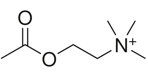Acetylcholine in aubergine verlaagt bloeddruk