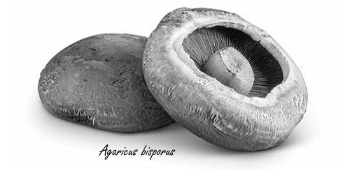 Gaan de jaren tellen? Champignons verbeteren het coordinatievermogen