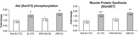 Arachidonic acid versterkt anabole stimulus van krachttraining