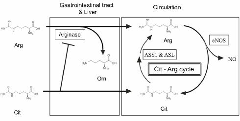Slordige twee gram van arginine-citrulline-combinatie maakt sporters fitter