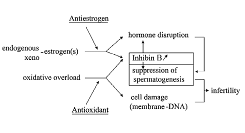 Astaxanthine maakt mannen vruchtbaarder