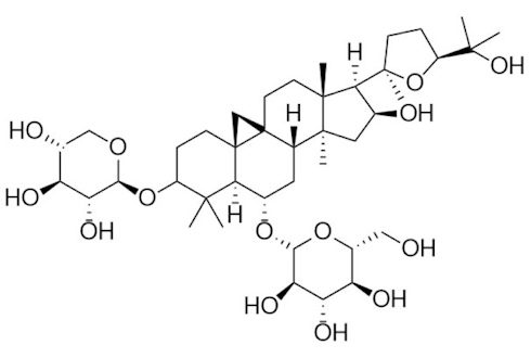 Astragalus stabiliseert immuniteit tijdens langdurige fysieke inspanning