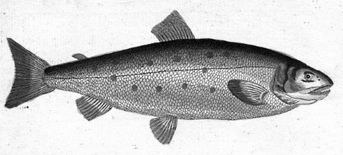 Omega-3-vetzuren houden zestigplussers scherp