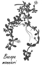 Bacopa monnieri, een natuurlijke smartdrug voor intelligente mensen