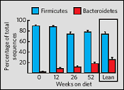 Bacterie in de darmen maakt dun of dik