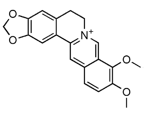 Suppletie met berberine kan bij mensen met een nog niet ver ontwikkelde vorm van type-2-diabetes de glucosewaarden terugbrengen naar het niveau van prediabetes. Dat blijkt uit een Chinese trial die in 2008 verscheen in de Journal of Clinical Endocrinology and Metabolism.