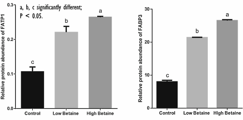 Hoe betaine afslanksupplementen met cafeine beter laat werken
