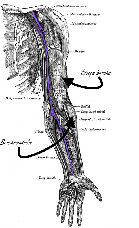 De variant van de curl die het meest geschikt is om je biceps te trainen, is die met een onderhandse gesupineerde greep. Dat blijkt uit een EMG-studie die in verschenen in Sports.