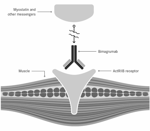 Permanente vergroting spiermassa na eenmalige toediening van myostatineremmer bimagrumab