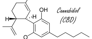 Cannabidiol maakt je binnen drie uur minder verlegen