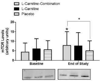 Dit gebeurt er met je spieren als je creatine, leucine en carnitine met elkaar combineert