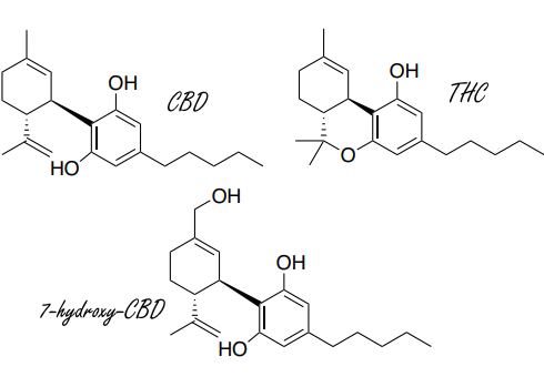 Cannabidiol beschermt misschien tegen corona