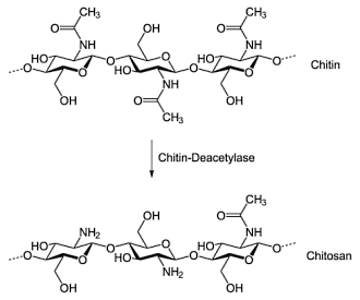 Zonder dieet drie kilo afvallen in drie maanden met chitosan