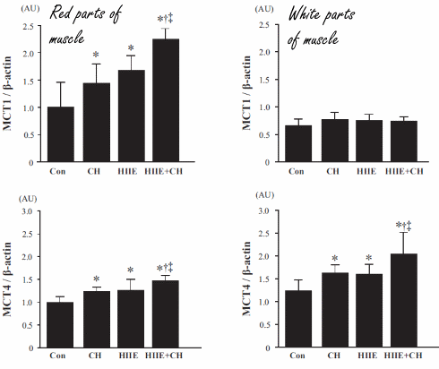 Chlorella versterkt effect intervaltraining